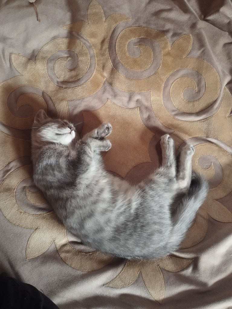 Пропали котята, за них щедро заплатим