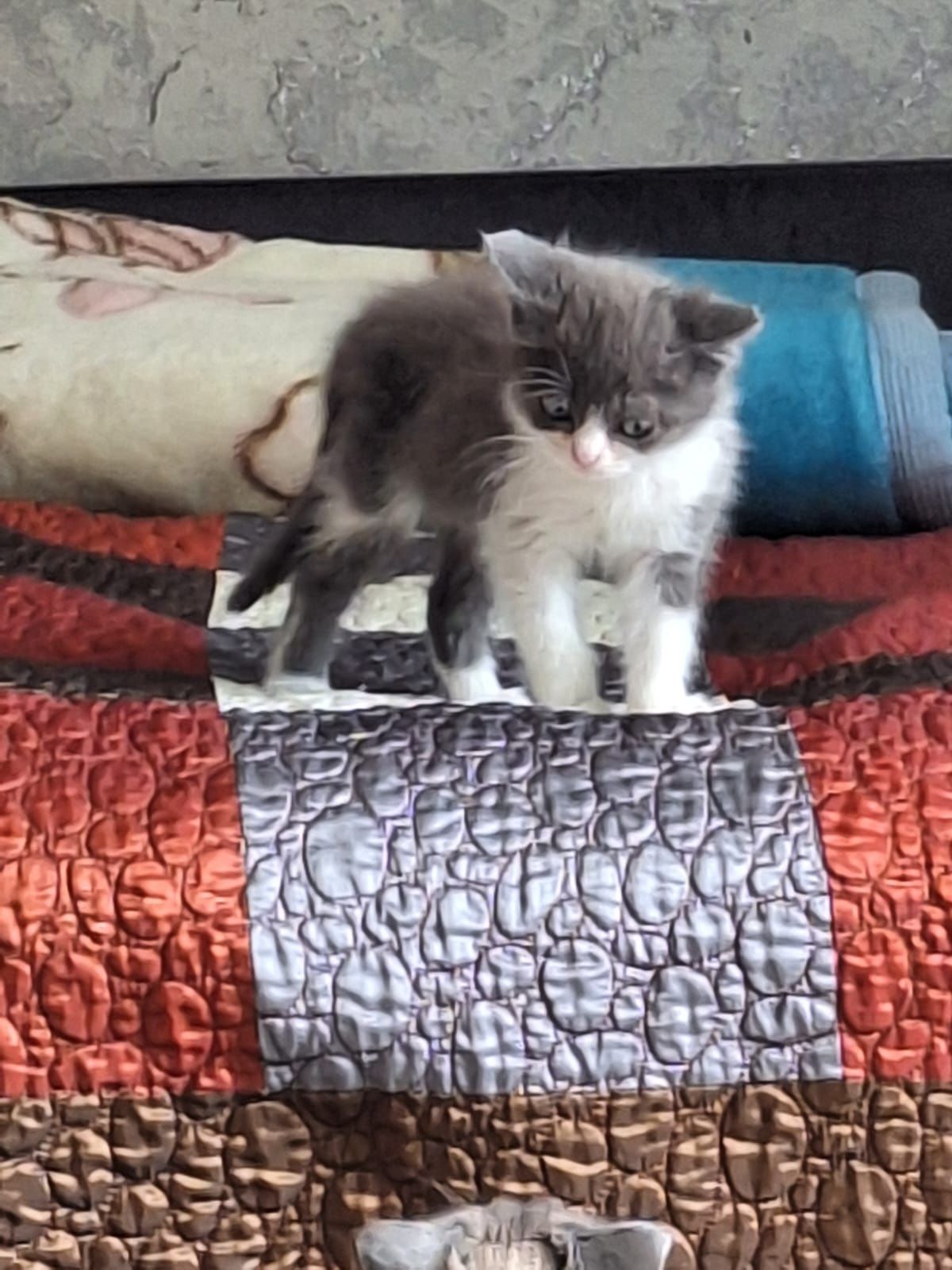 Котёнок девочка 2.5 месяцев мкр.Алгабас