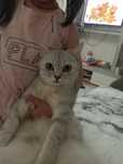Кошка Скотиш страйт