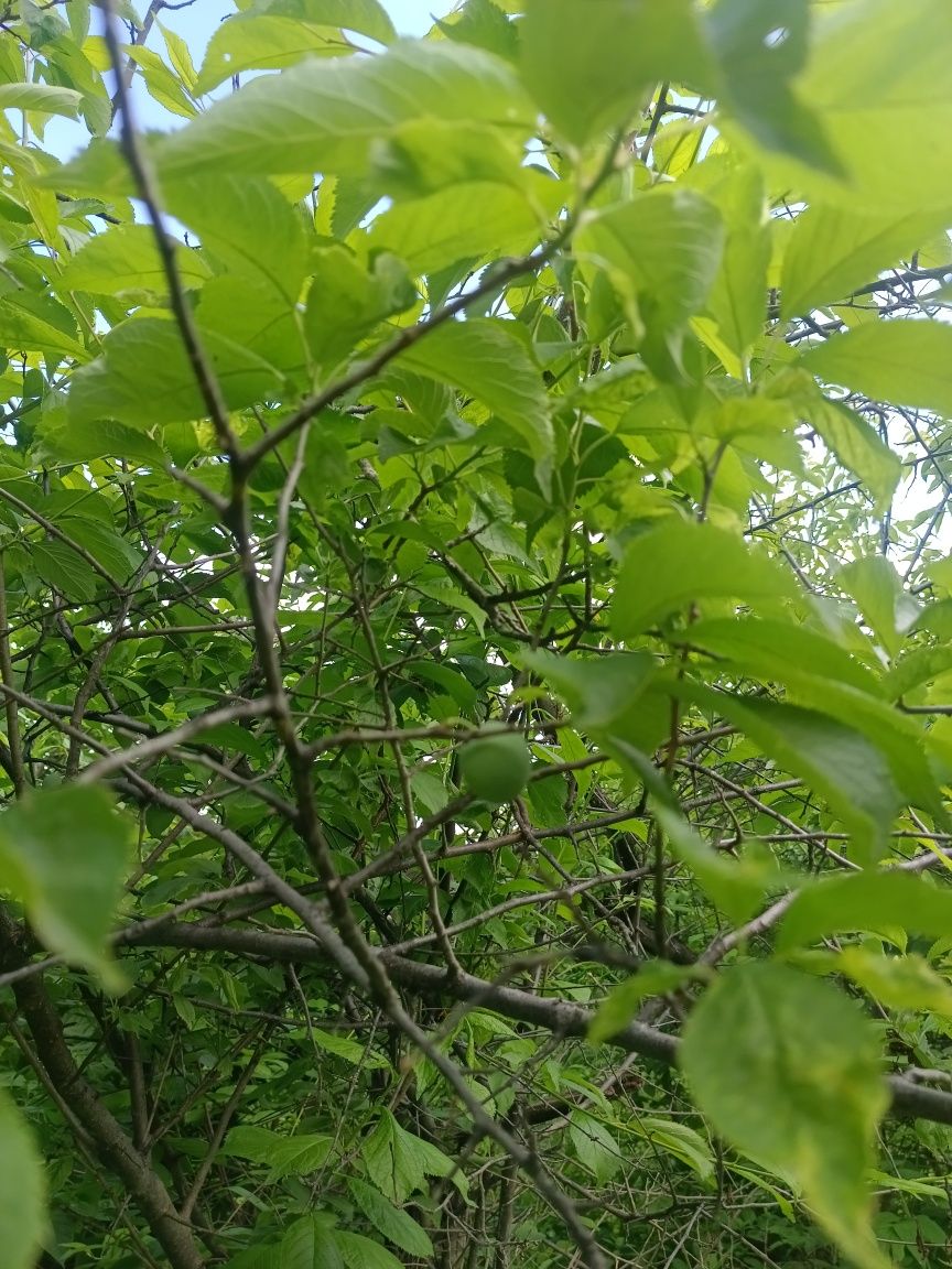 Продам дачу 7 соток