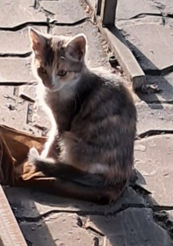 Хвостики в добрые руки
