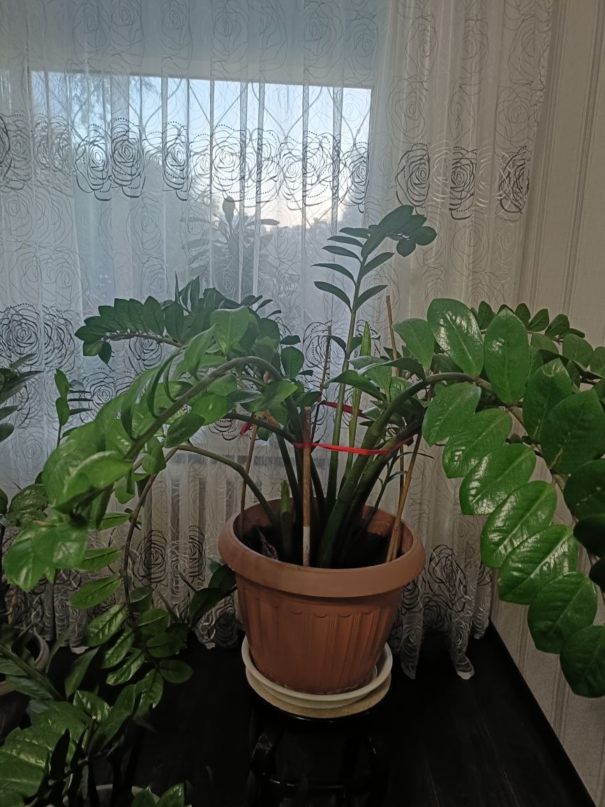 Замиакулькас продам