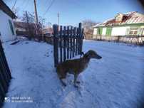Продам сабаку тазы хорошая тазы спокойная не агресивная отдам хорошие