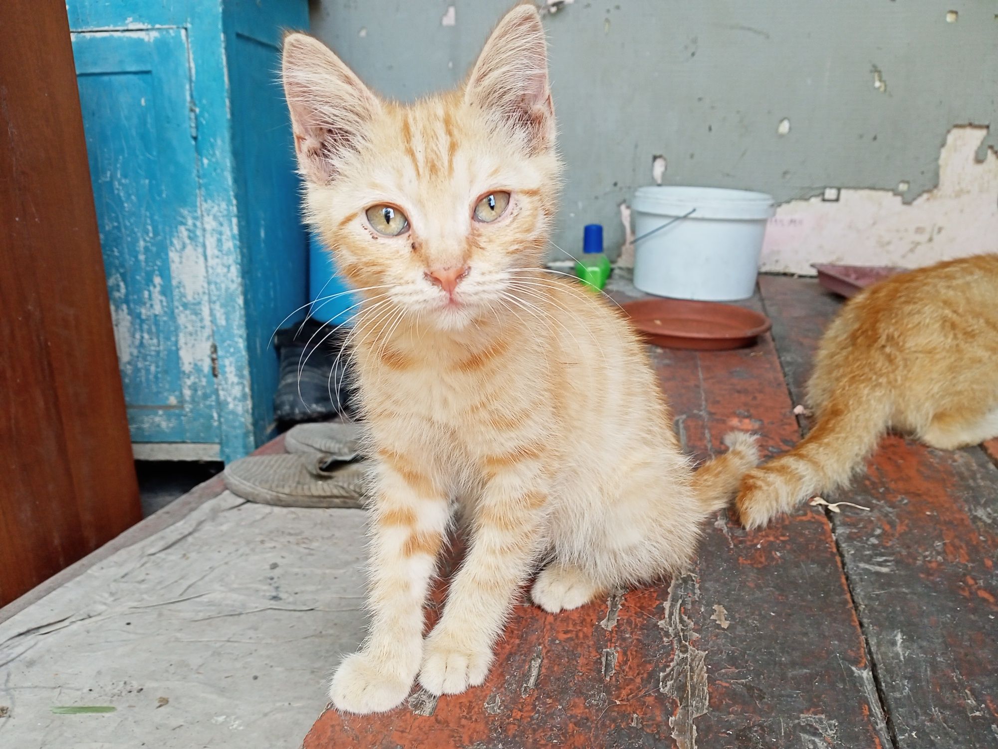 Котята бесплатно,в хорошие руки