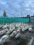 Продам утят подрощенных