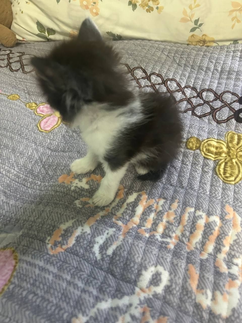 отдаю котят в добрые руки