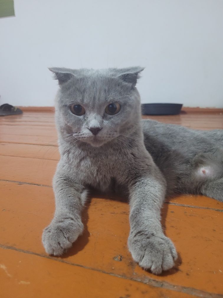 Отдам котят в хорошие руки