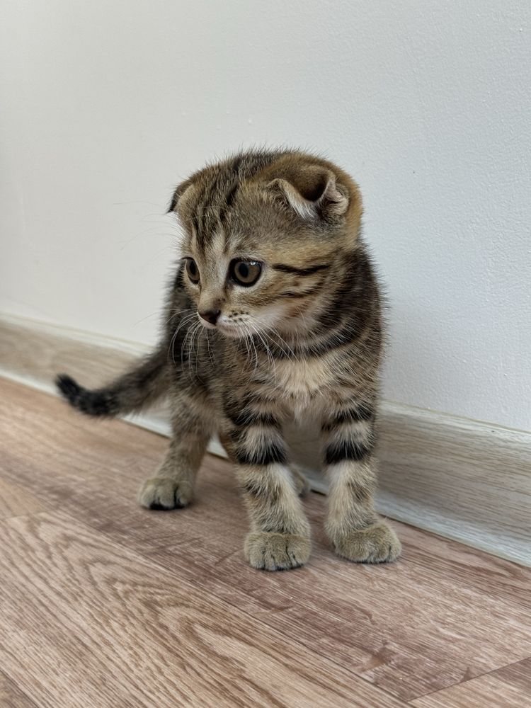 Шотландские котята ищут хозяев