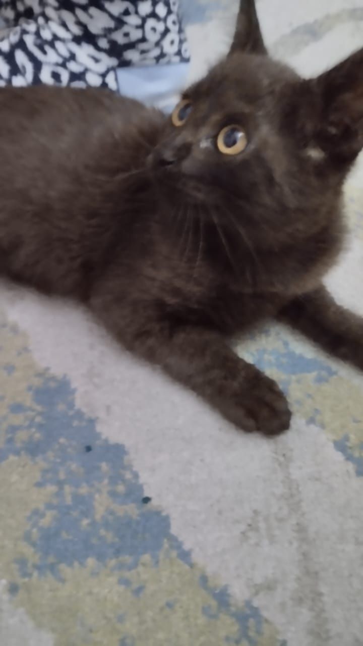 Отдам котят в заботливые руки.