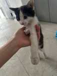 Отдам котенка найденыш черно-белый