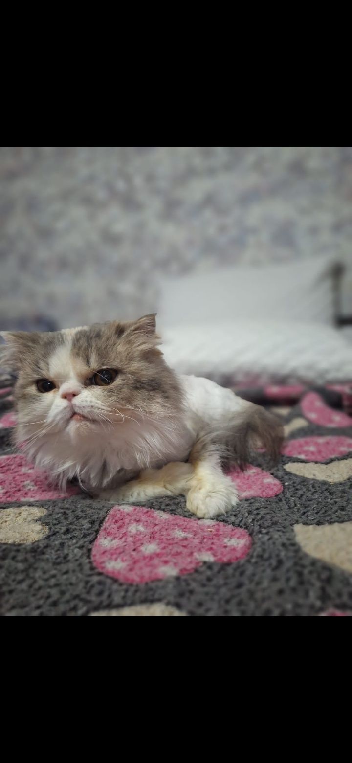 Бесплатно кошечка