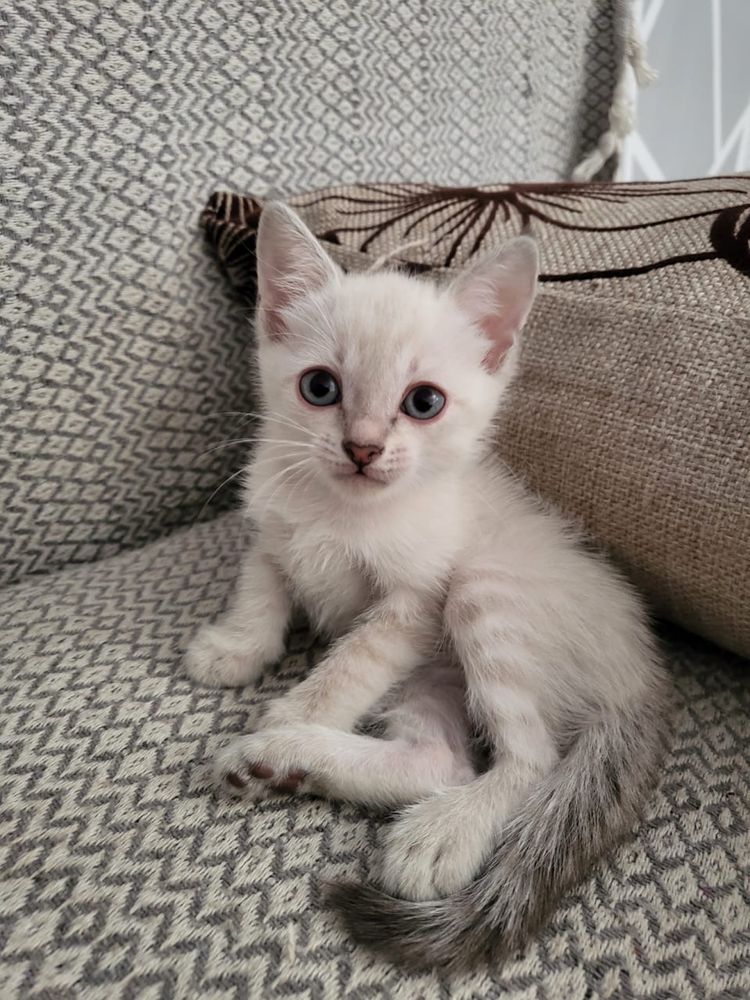 Отдам котят бесплатно