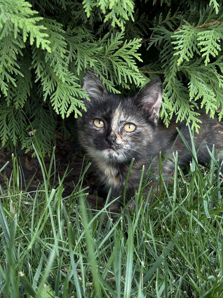 Котенок от крысоловки