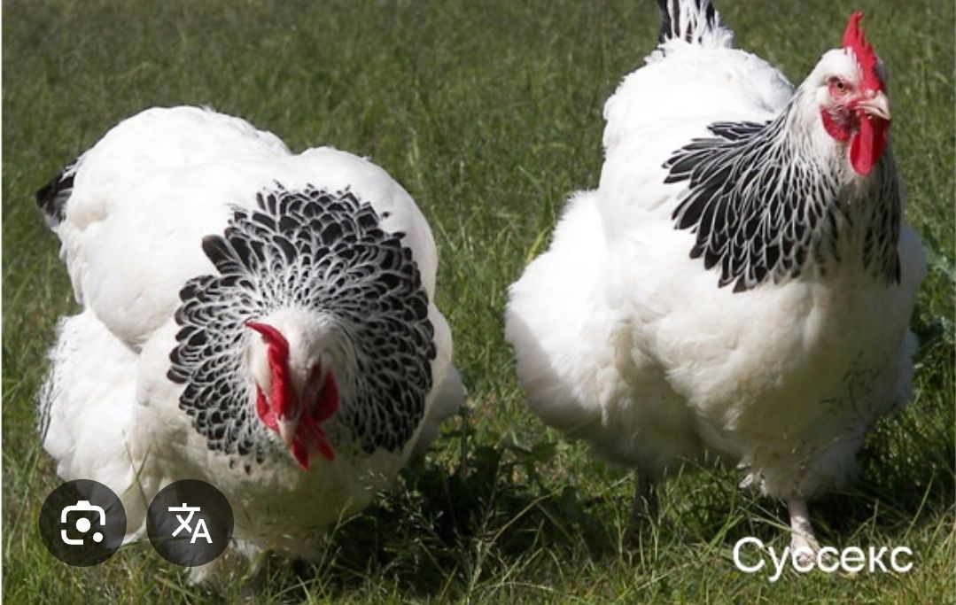 Продам цыплят несушек