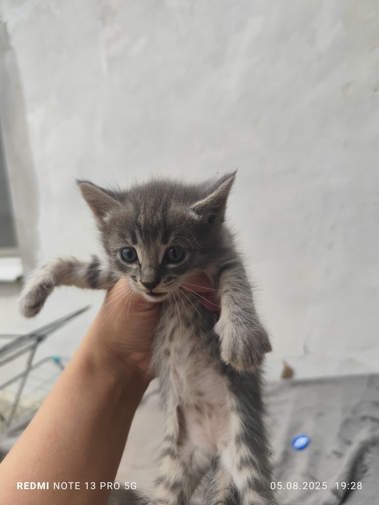 Отдам котят в добрые руки. Возврат 1 месяц