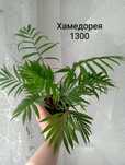 Аглаонема, немотантус