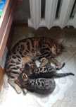 Бенгальский котёнок