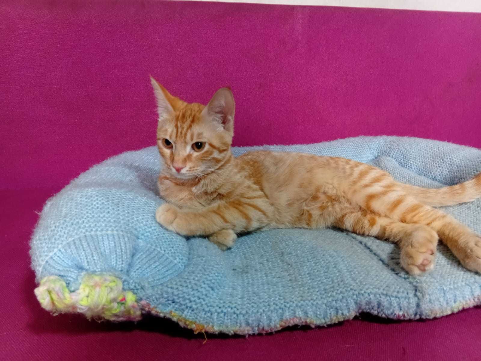 Котята ответственным людям
