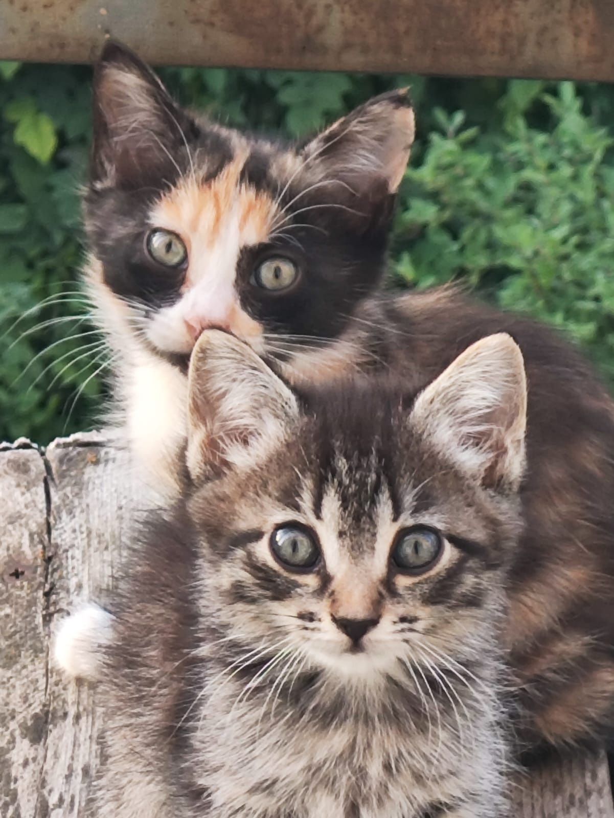 Отдам домашних котят в хорошие руки