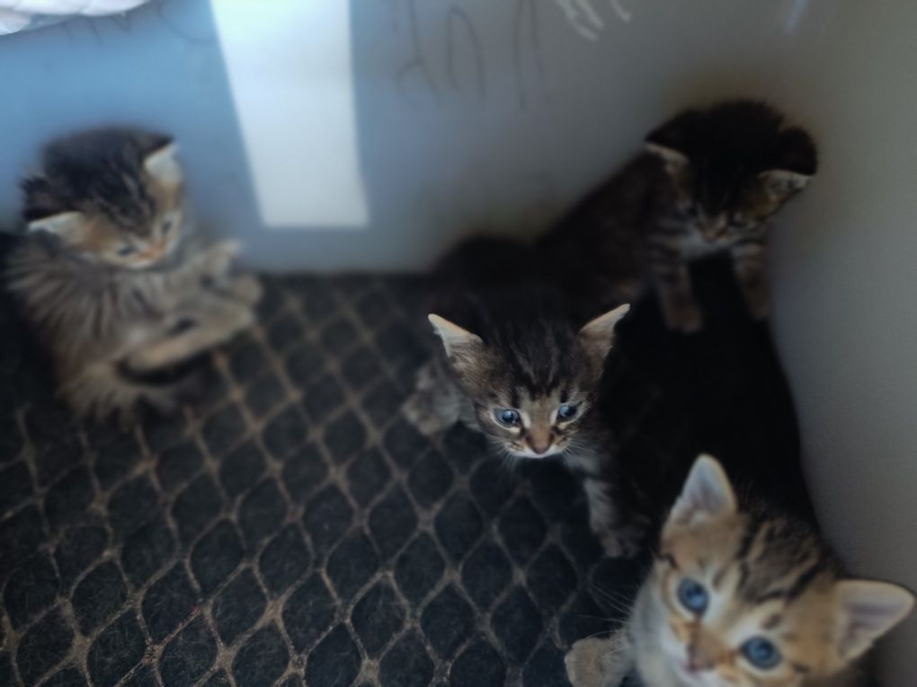 Котята маленькие