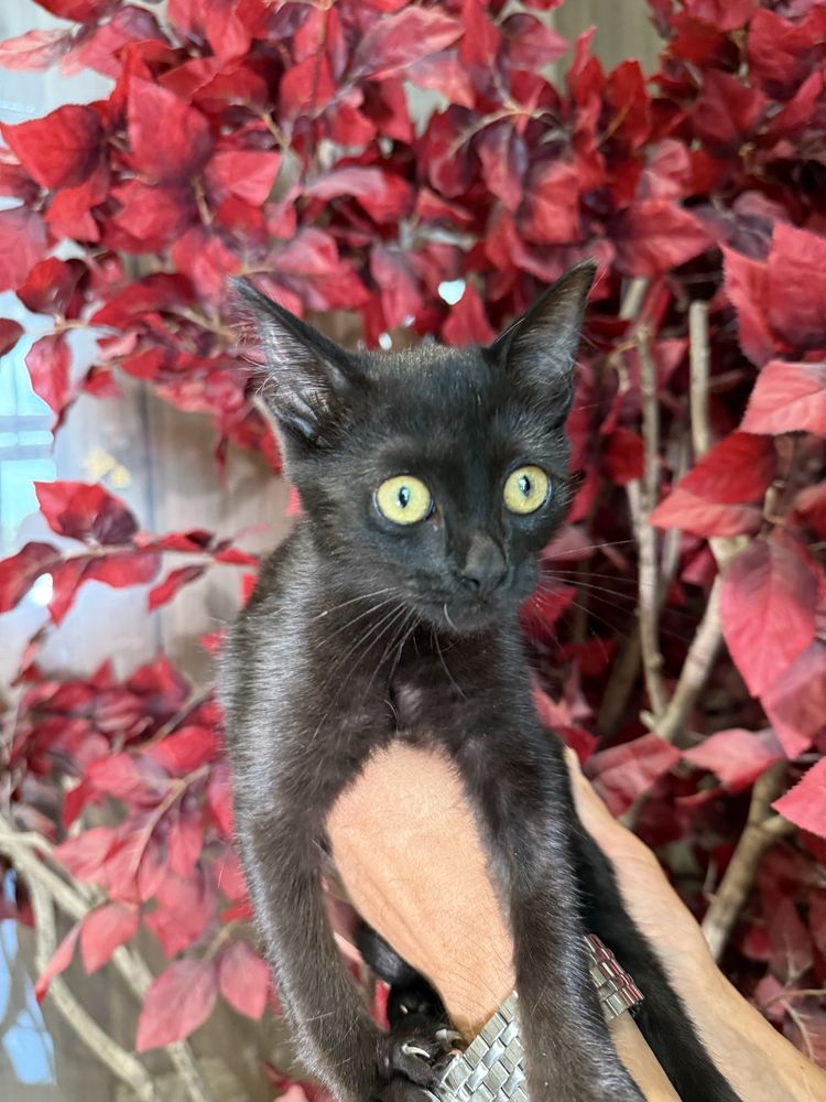 Ласковый котенок, 3 месяца