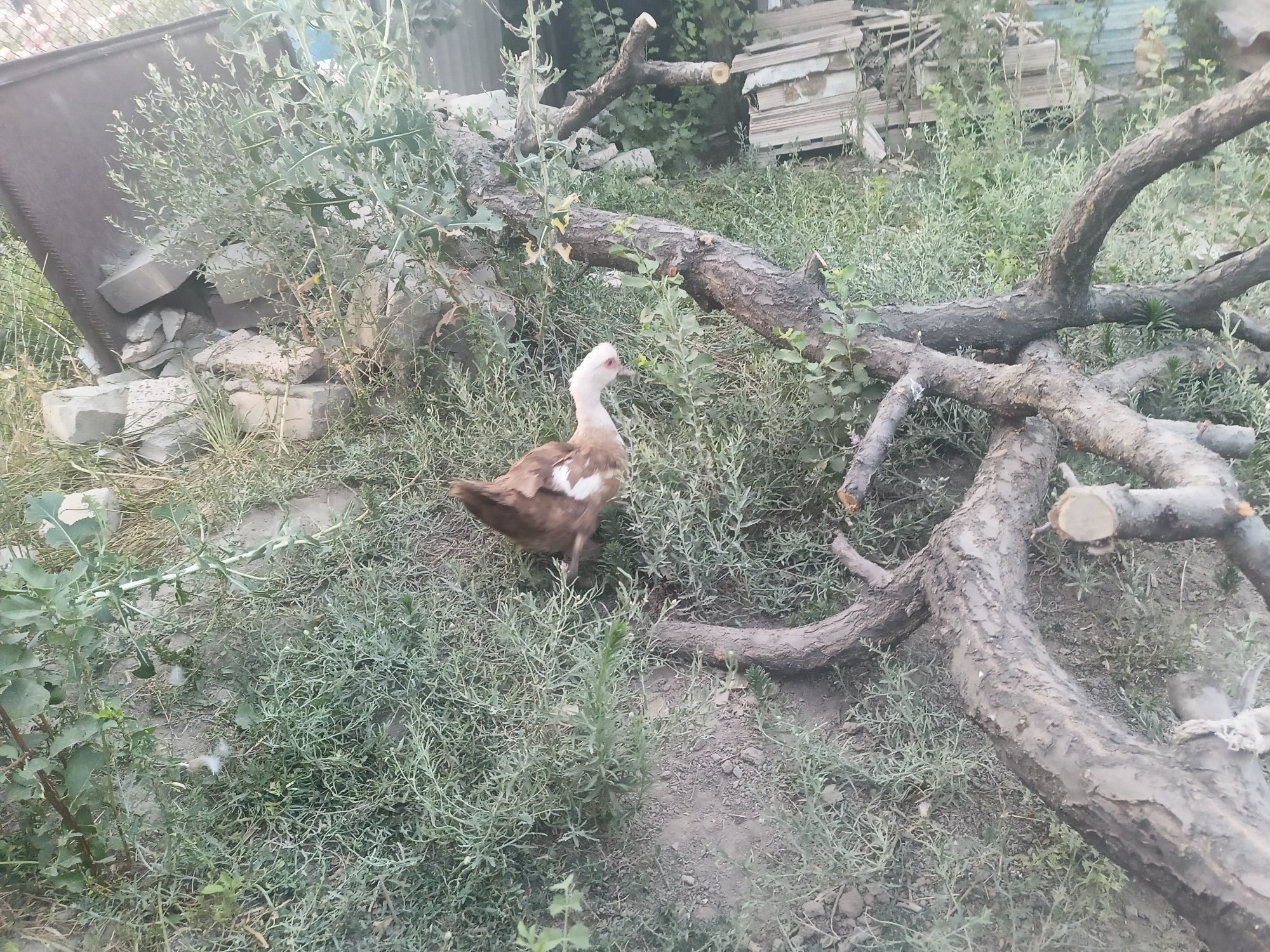 Продам униутку Адин уже курик