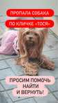 Пропала собака Йорк