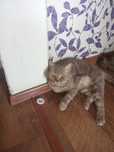 Отдам в хорошие руки кота породистый шатландиц прямоухий кострирывоный