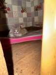 Котенок бесплатно