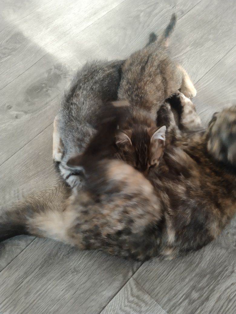 Котята 2 месяца.