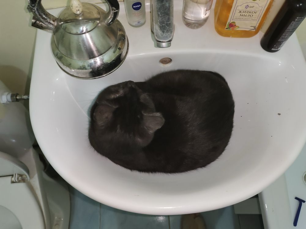 Отлаем кошку в добрые руки
