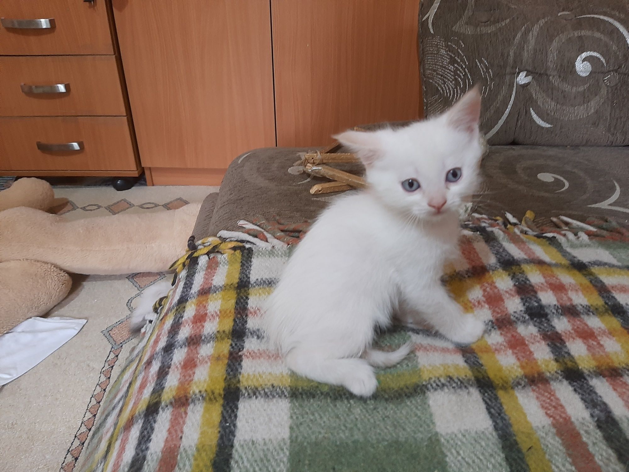 Отдам в добрые руки сиамских двухмесячныхкотят