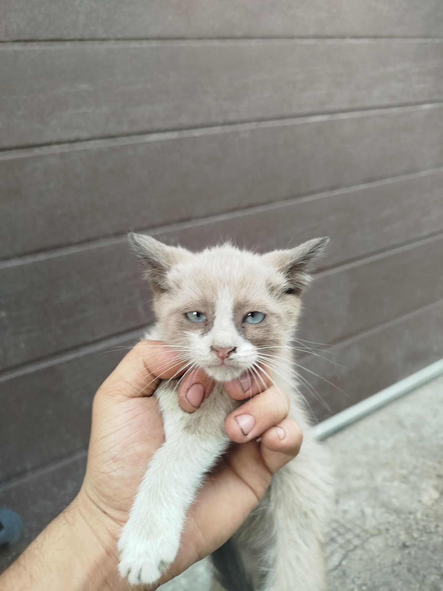 Отдам котенка в хорошие руки мальчик 2 месяца кушают самостоятельно
