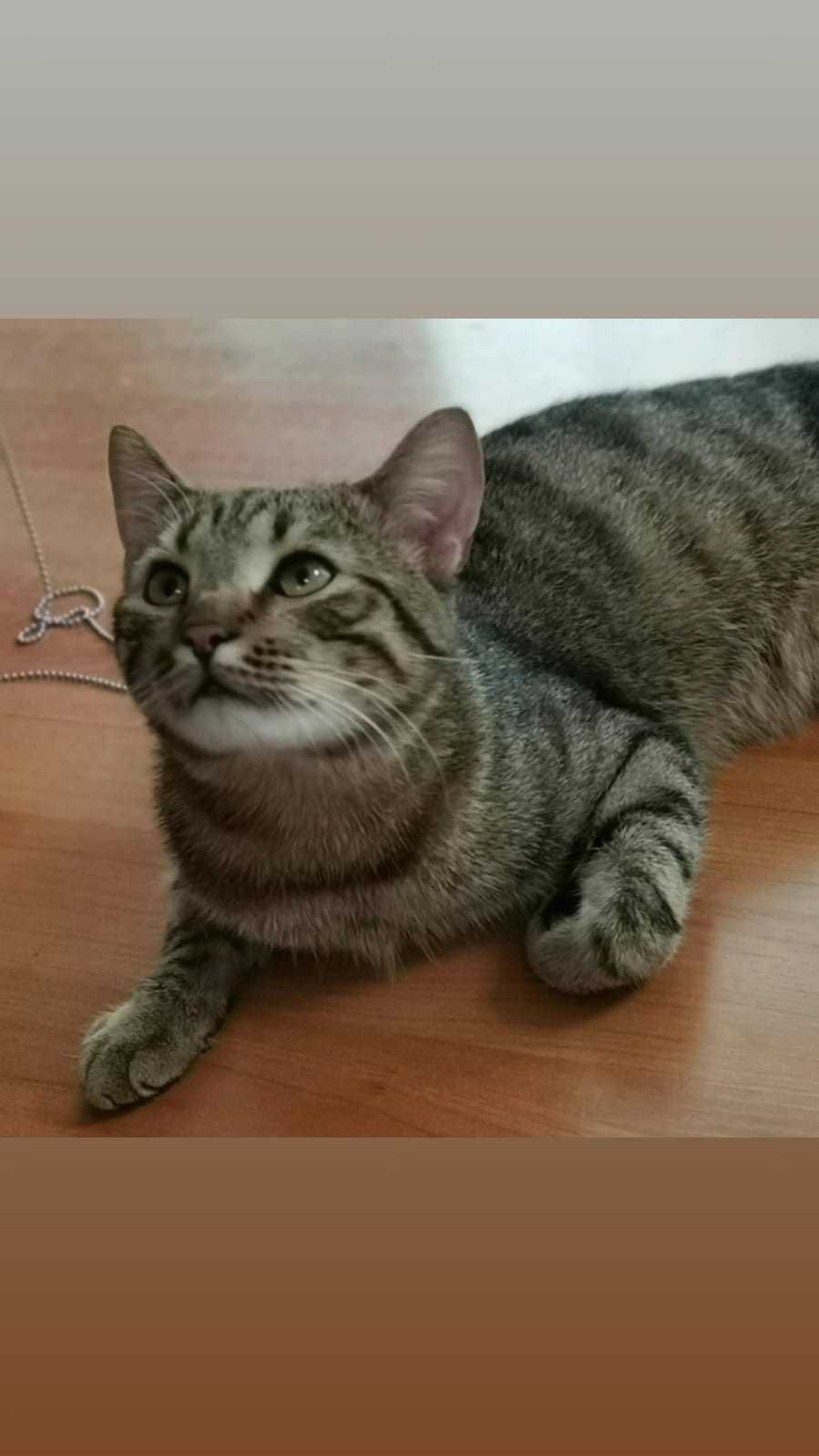 Котик в добрые руки