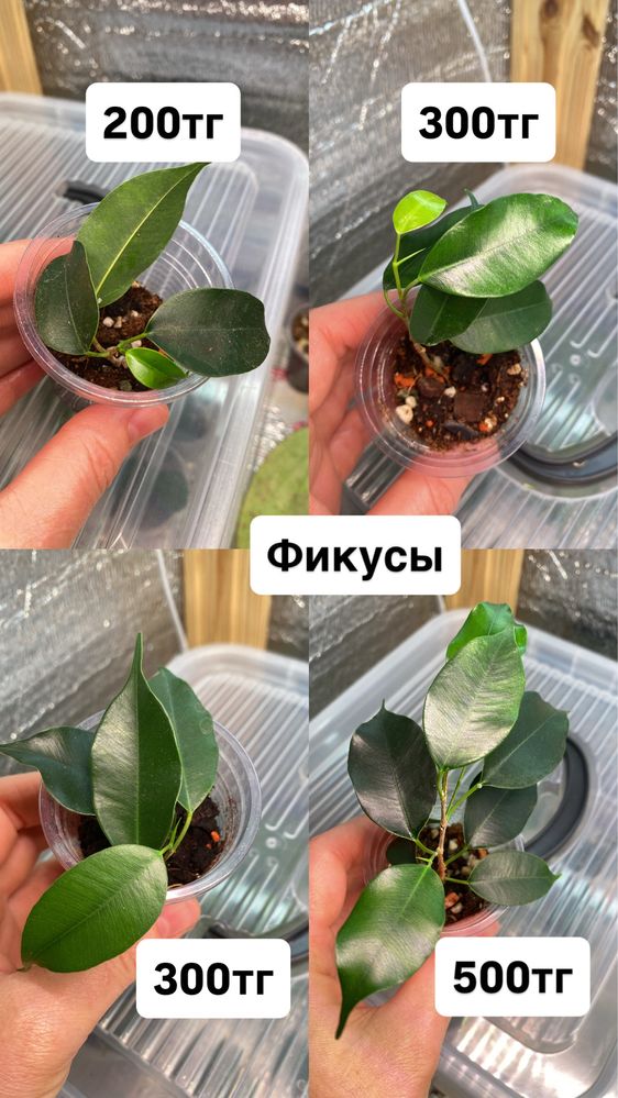 Комнатные цветы пррдам