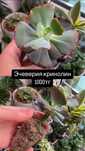 Суккуленты. Комнатные растения