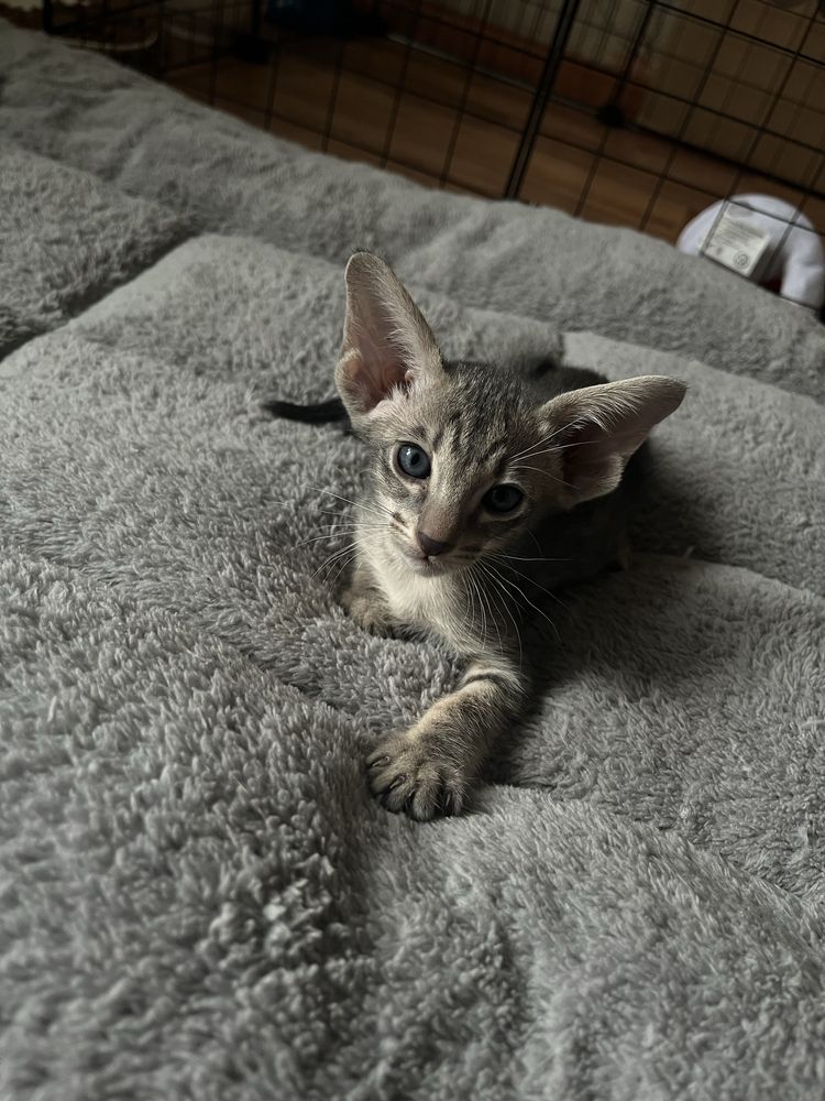 Ориентальные котята