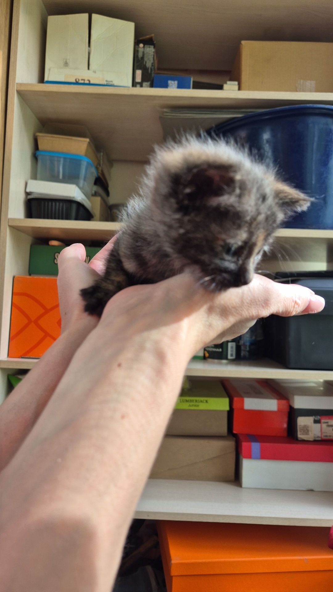 Отдам котенка в хорошие руки