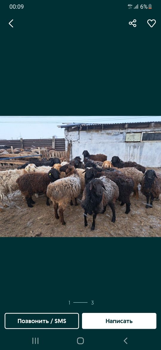 Продается бараны,токты, сек, кошкар