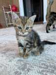 Отдам кошку с котёнком