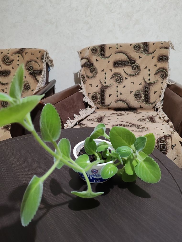 Продам комнатные цветы
