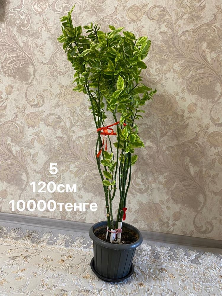 Продам цветы от 1000до 2500