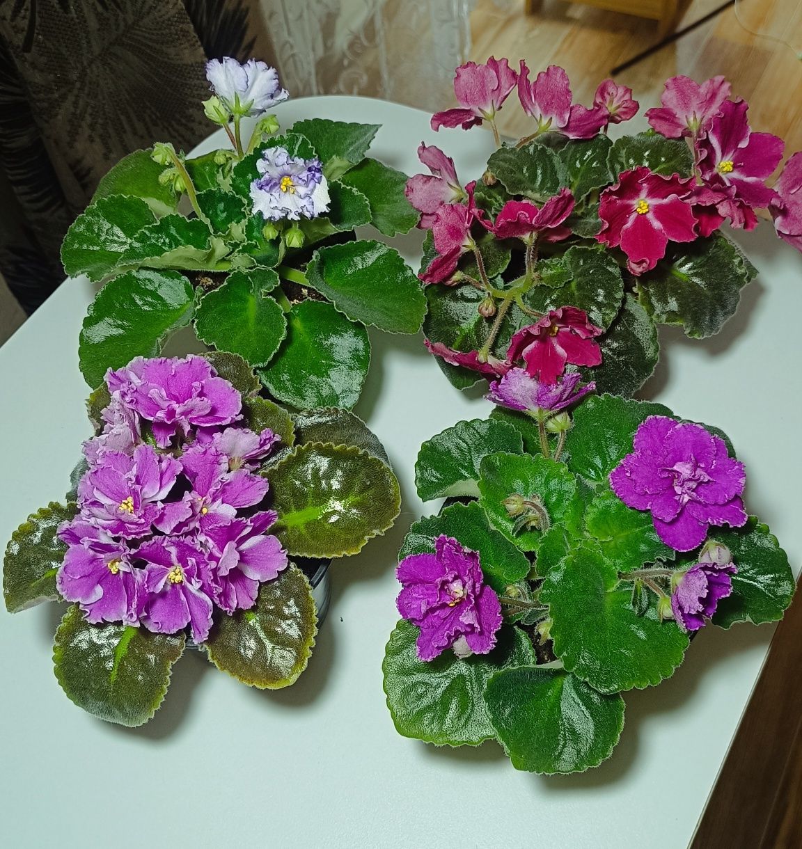 Фиалки сортовые цветущие.
