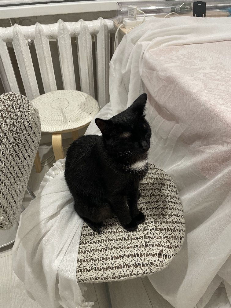 Кот домашний , отдам в добрые руки , 7 месяцев