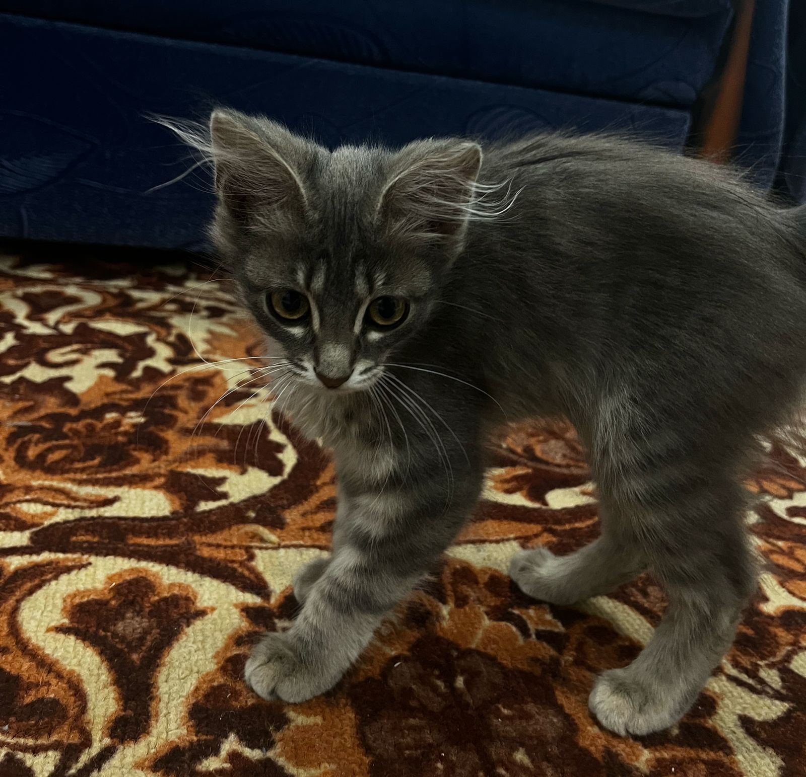 Котята бесплатно