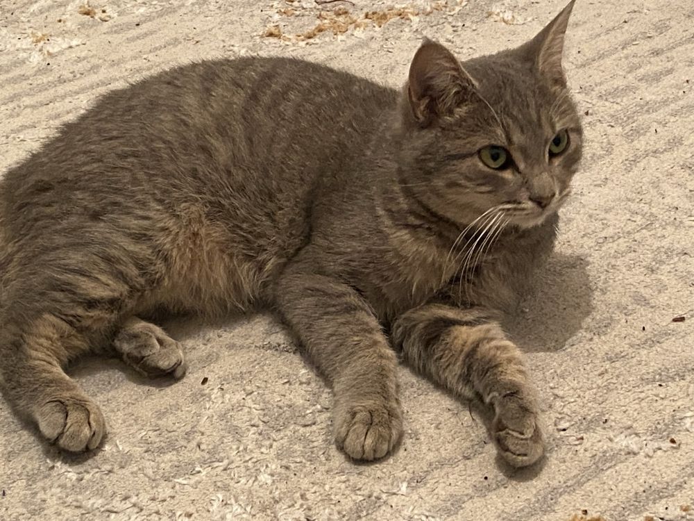 Шодландский кот