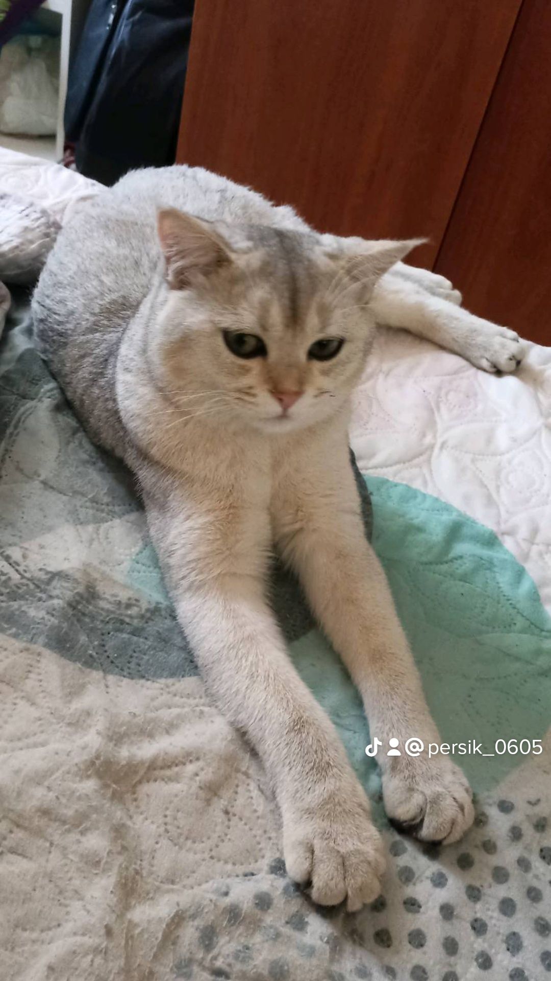 Самый красивый и умный кот в мире