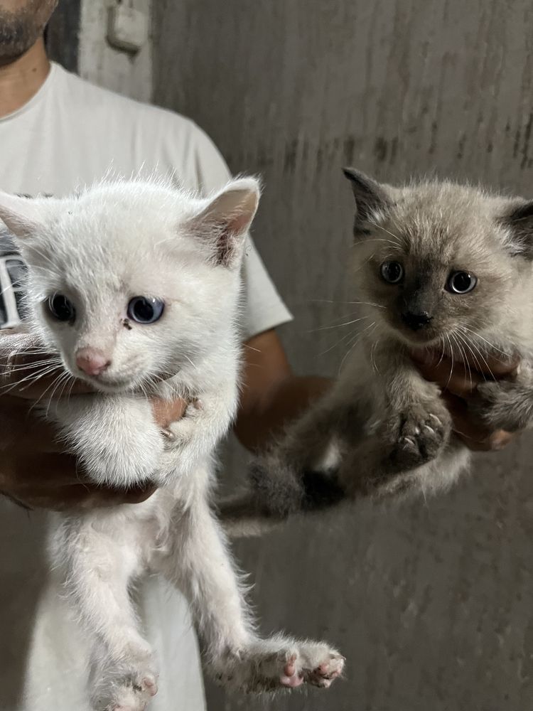 Отдам котят в добрые руки