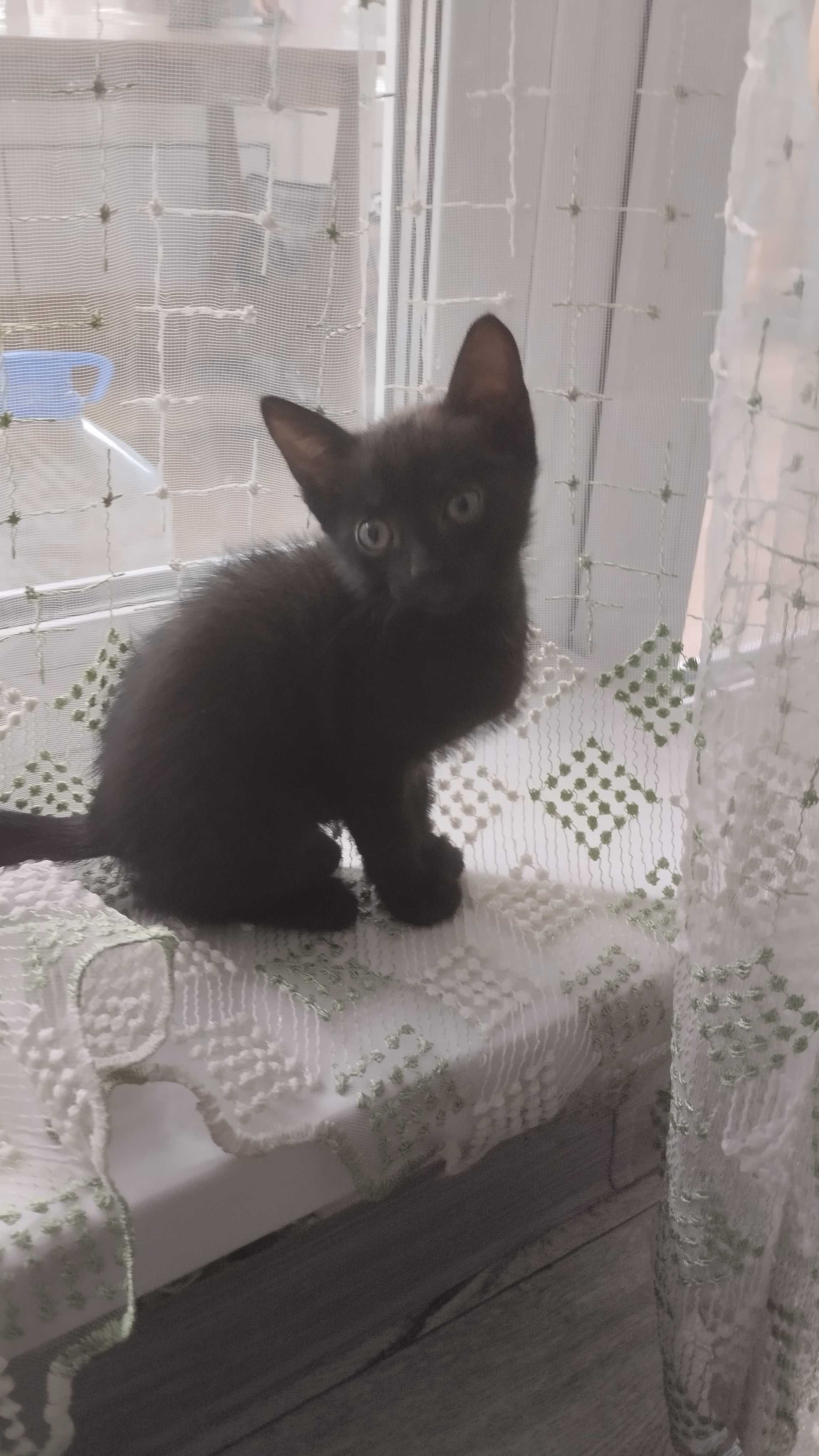Отдам котят в хорошие руки