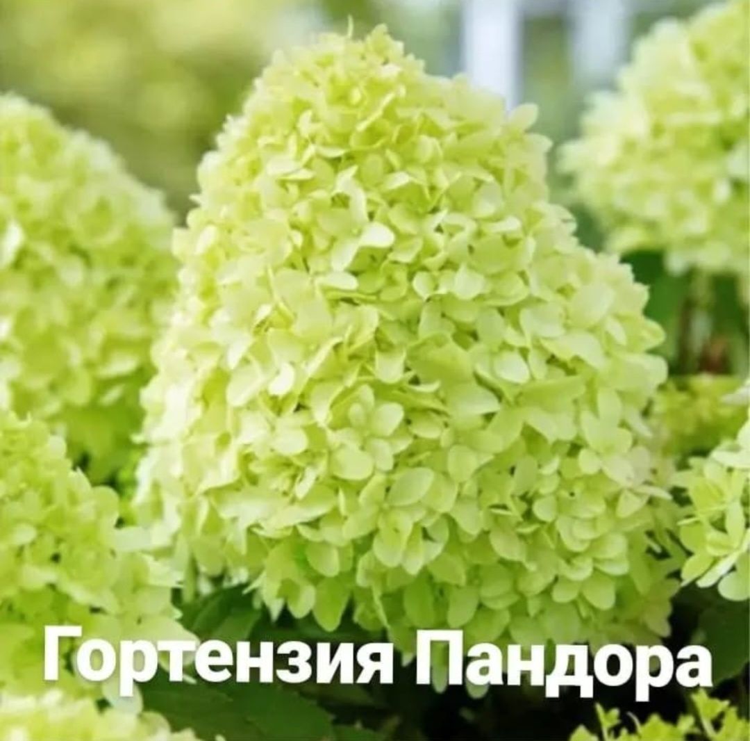 Гортензия Пинк Аннабель,Зелёный Мохито,Пандора,Грандифлора